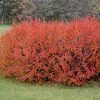 Hedge Cotoneaster #5 - Image 3